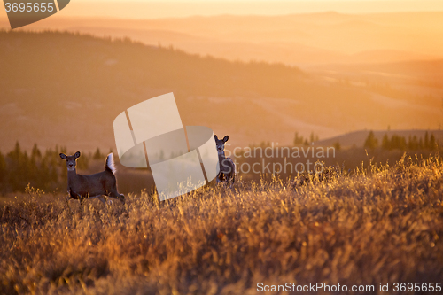 Image of Cypress Hills Sunset Deer