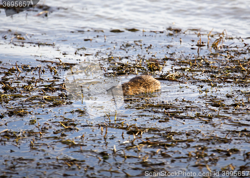 Image of Musk Rat in Pond