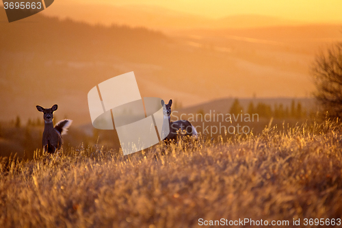 Image of Cypress Hills Sunset Deer