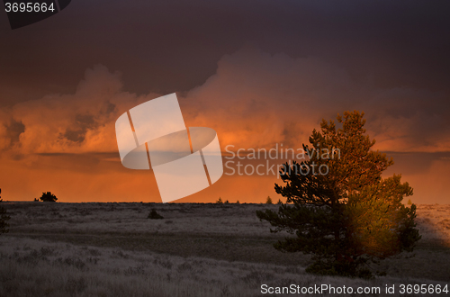 Image of Cypress Hills Sunset