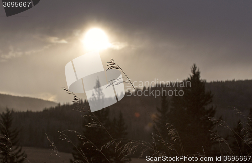 Image of Cypress Hills Alberta Saskatchewan