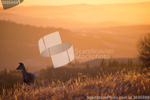 Image of Cypress Hills Sunset Deer