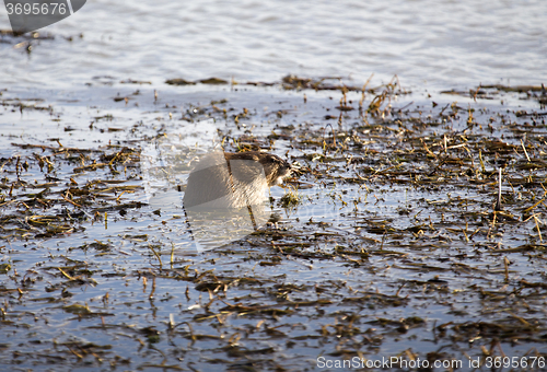 Image of Musk Rat in Pond