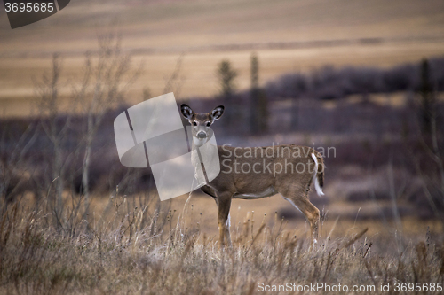 Image of Cypress Hills Alberta Saskatchewan