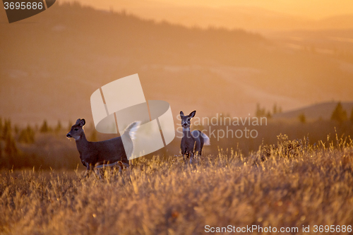 Image of Cypress Hills Sunset Deer