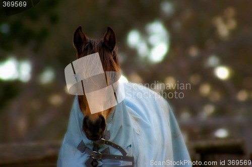 Image of horse and blanket