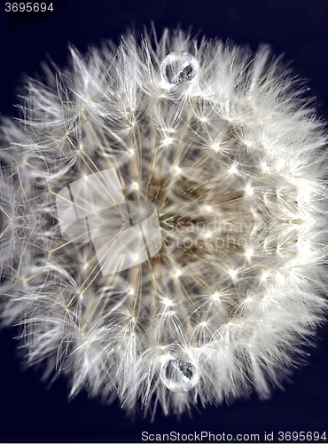 Image of Macro Dandelion