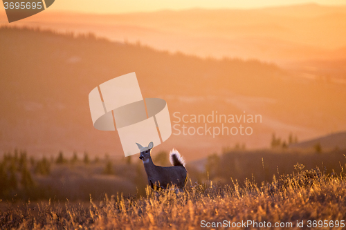 Image of Cypress Hills Sunset Deer