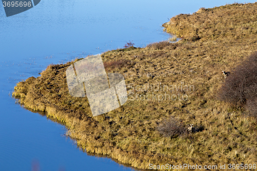 Image of Cypress Hills Alberta Saskatchewan