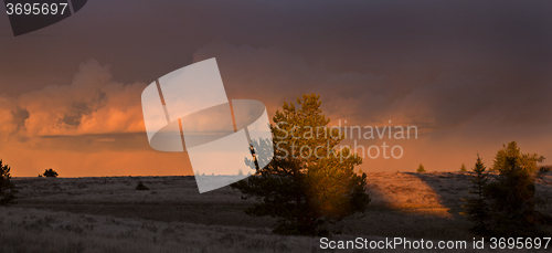 Image of Cypress Hills Sunset