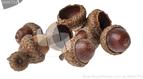 Image of Acorns