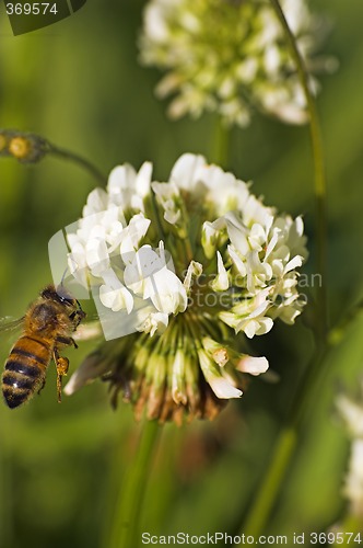 Image of bee on clover