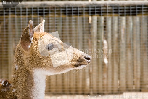 Image of young deer