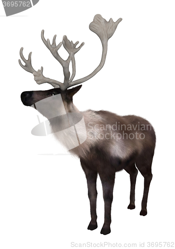 Image of North American Caribou on White