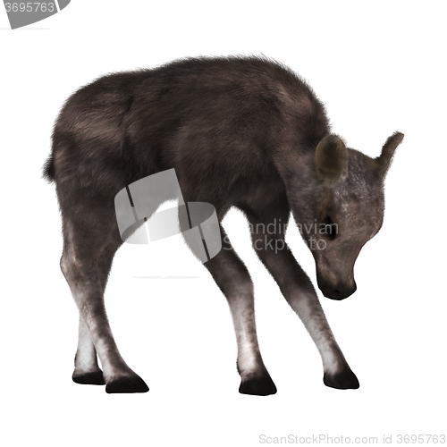 Image of Caribou Calf on White