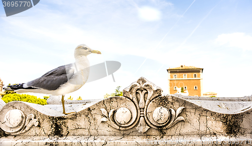 Image of Seagull in Rome