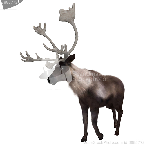 Image of North American Caribou on White