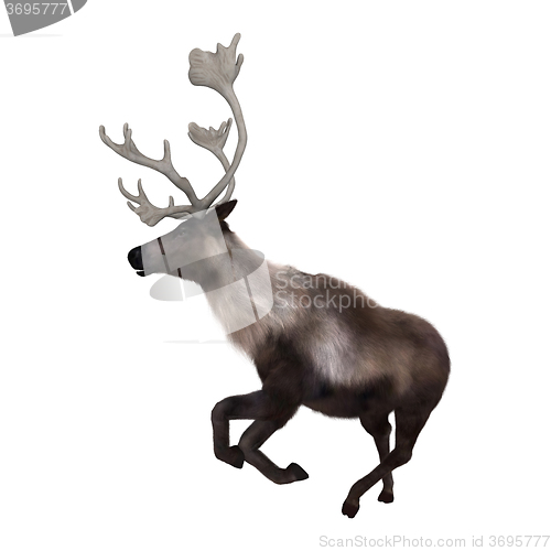Image of North American Caribou on White
