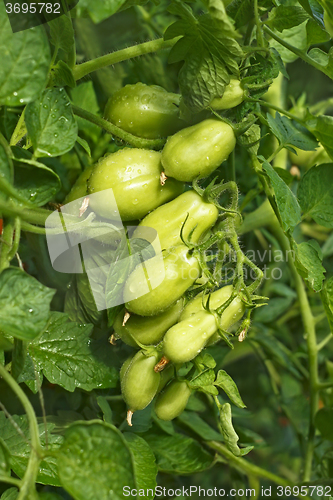 Image of Cluster of green oblong tomatoes