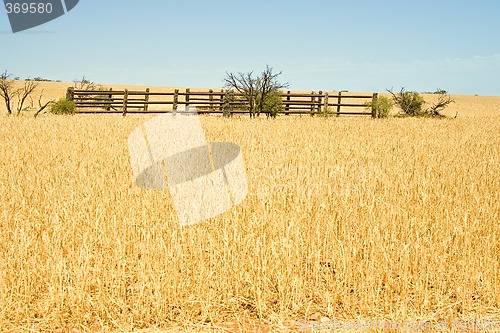 Image of corral in a field of wheat