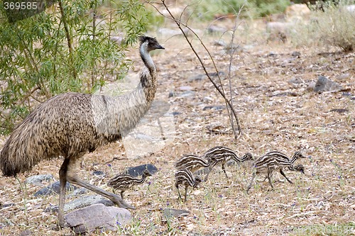 Image of emu and chicks