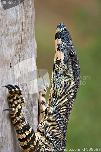 Image of climbing goanna