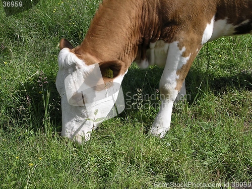 Image of Cow in a field closeup