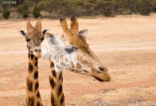 Image of giraffe up close