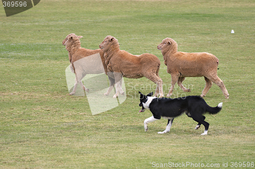 Image of working dog