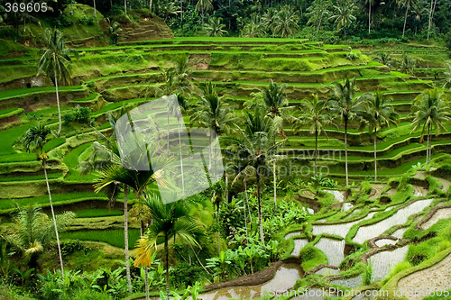 Image of Rice terrace in Bali

