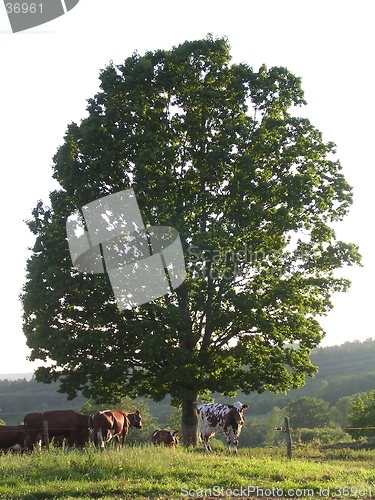 Image of Cows under tree