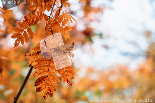 Image of rowan-tree with rowanberry