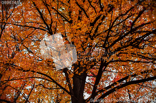 Image of Autumn tree closeup