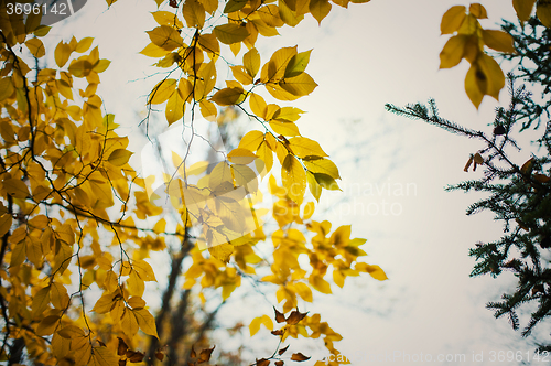 Image of autumn tree leaves