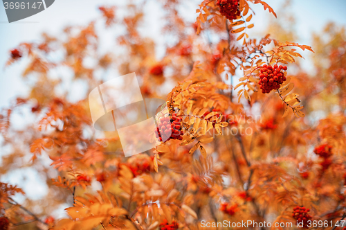 Image of rowan-tree with rowanberry