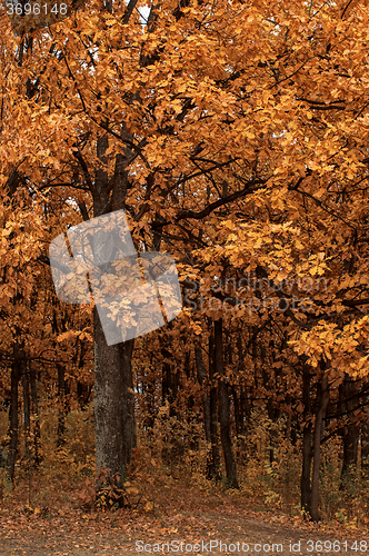 Image of Autumn tree closeup