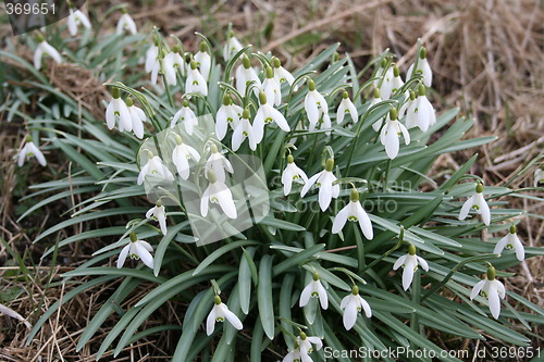 Image of Snowdrops