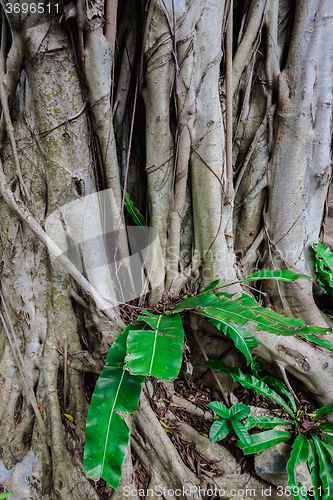 Image of The roots of the banyan tree