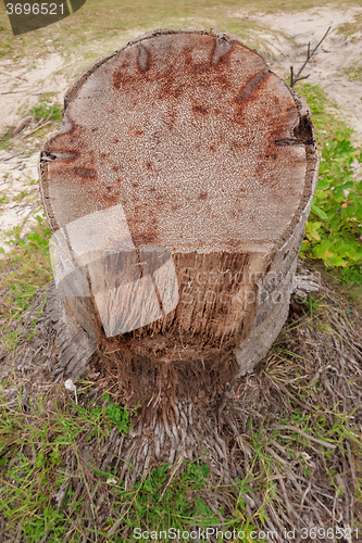 Image of The roots of the banyan tree