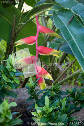 Image of  flowers on the beach