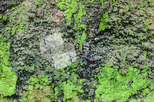 Image of natural tree bark and moss green