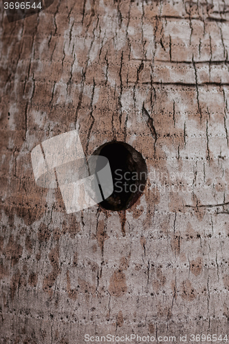 Image of natural tree bark