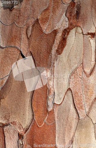 Image of Wooden texture