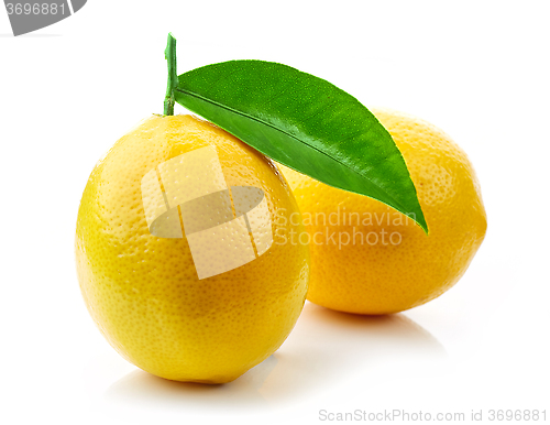 Image of fresh ripe lemons