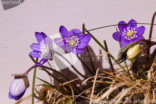 Image of hepatica nobilis