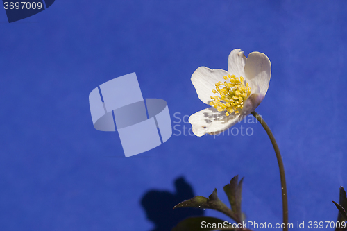 Image of wood anemone