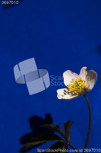 Image of wood anemone