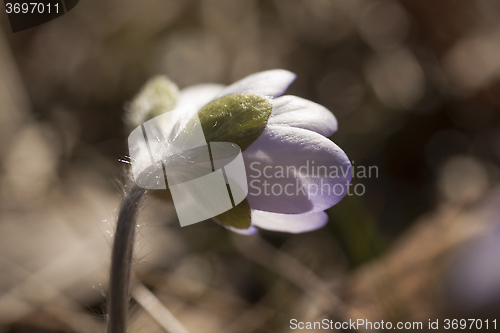 Image of hepatica nobilis