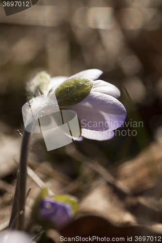 Image of blue anemone