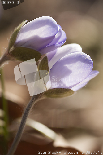 Image of blue anemones